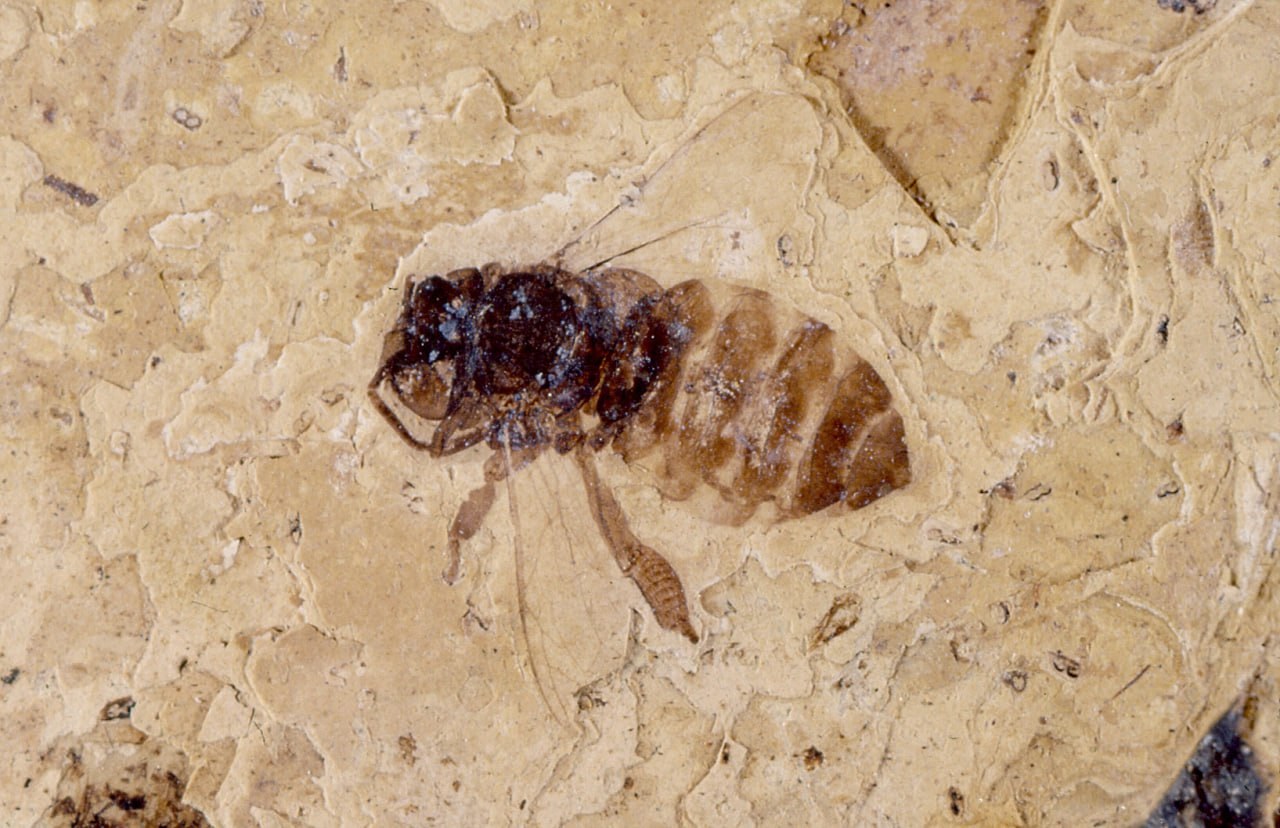 Die Honigbiene Apis henshawi dromiens stammt aus dem Oligozän in Rott und galt bis vor weniger Jahren noch als das älteste Bienen-Fossil.