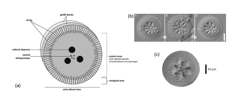 diatoms_hh_aglitt_aglitt.jpeg