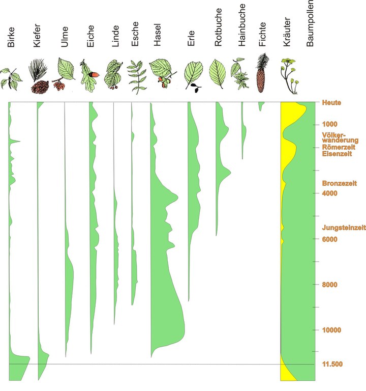 Pollendiagramm_HOLOZÄN_Eifel_aglitt_aglitt_.jpg