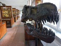 SchausammlungMitTRex_mkunz_mk_Museum-Systematik_DSCF8285_4_3.jpg